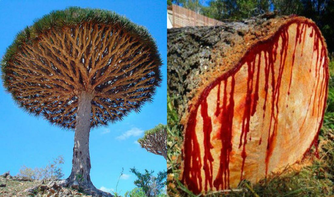 10 interesting Facts About Socotra Island